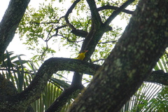 Oriolus chinensis