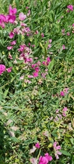 Lathyrus tuberosus