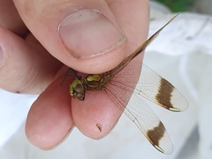 Sympetrum pedemontanum