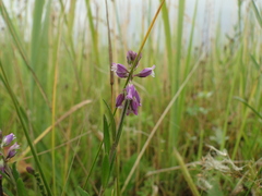Polygala comosa
