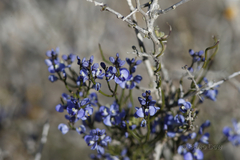 Comesperma volubile