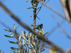 Phylidonyris novaehollandiae