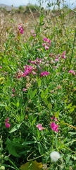 Lathyrus tuberosus