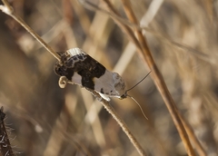 Acontia lucida