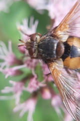 Tachina fera