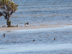 Haematopus longirostris