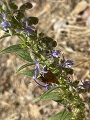 Trichostema lanceolatum