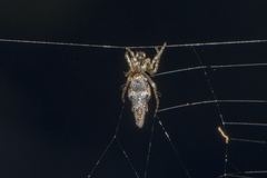 Cyclosa