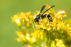 Ancistrocerus adiabatus