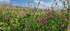 Lathyrus tuberosus