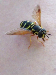 Chrysotoxum