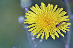 Sphaerophoria philanthus