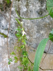 Asystasia gangetica