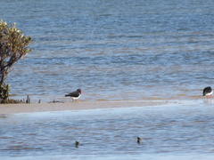 Haematopus longirostris