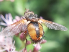 Tachina fera