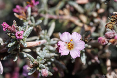 Frankenia ericifolia