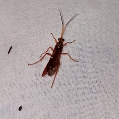 Cratichneumon