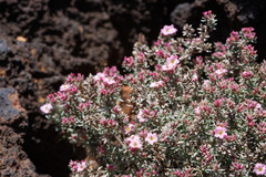 Frankenia ericifolia