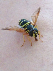 Chrysotoxum