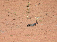 Gallinula tenebrosa