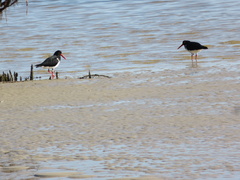 Haematopus longirostris