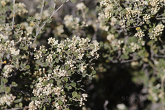 Pomaderris forrestiana