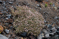 Frankenia ericifolia