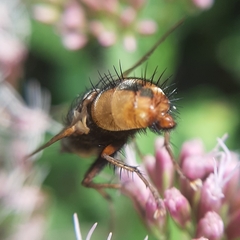 Tachina fera