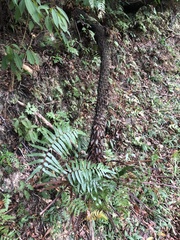 Gymnosphaera podophylla