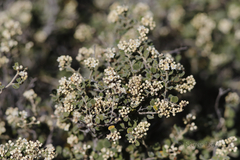 Pomaderris forrestiana