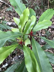 Anopterus macleayanus