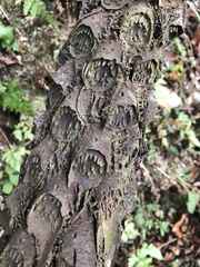 Gymnosphaera podophylla