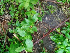 Synedrella nodiflora