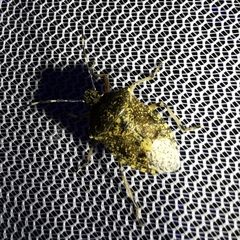 Rhaphigaster nebulosa