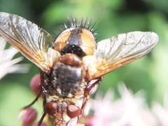 Tachina fera