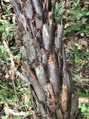 Gymnosphaera podophylla