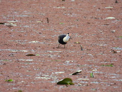 Irediparra gallinacea