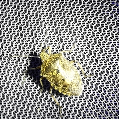 Rhaphigaster nebulosa