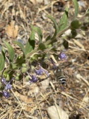 Trichostema lanceolatum