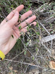 Rhamnaceae