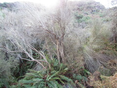 Olearia lineata