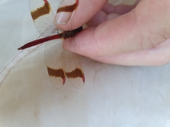 Sympetrum pedemontanum