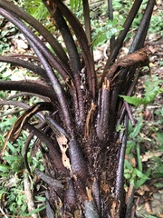 Gymnosphaera podophylla