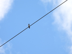 Artamus leucorynchus