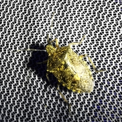 Rhaphigaster nebulosa