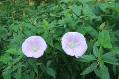 Calystegia sepium spectabilis