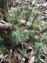 Dawsonia