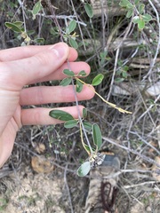 Rhamnaceae