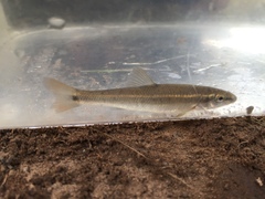 Campostoma oligolepis