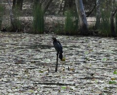 Phalacrocorax sulcirostris
